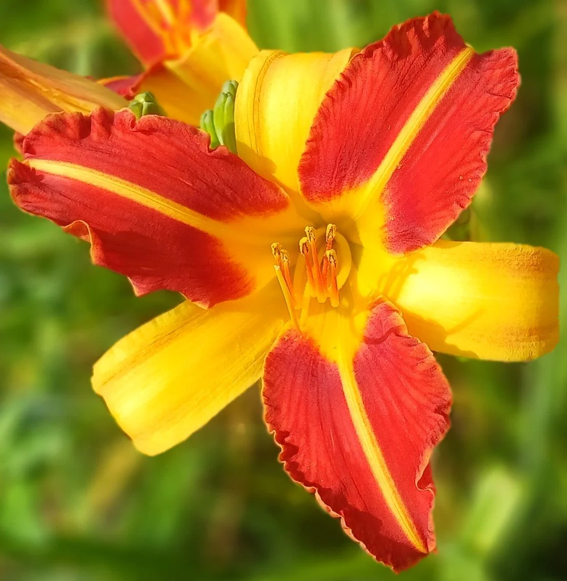 Hillsdale Lily Garden